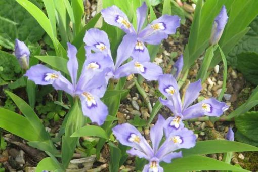 Dwarf Crested Iris