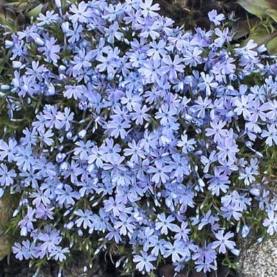 Emerald Blue Moss Phlox