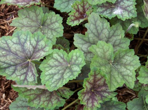 Heuchera Dales Strain 2 scaled