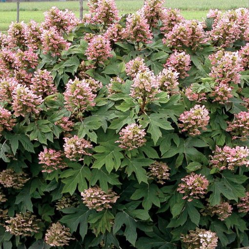 Munchkin Hydrangea