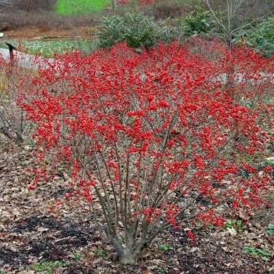 Red Sprite Winterberry