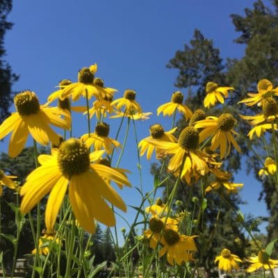 Rudbeckia Laciniata 2