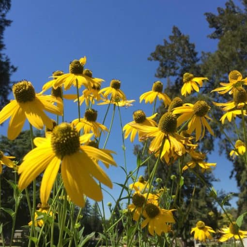 Rudbeckia Laciniata 2