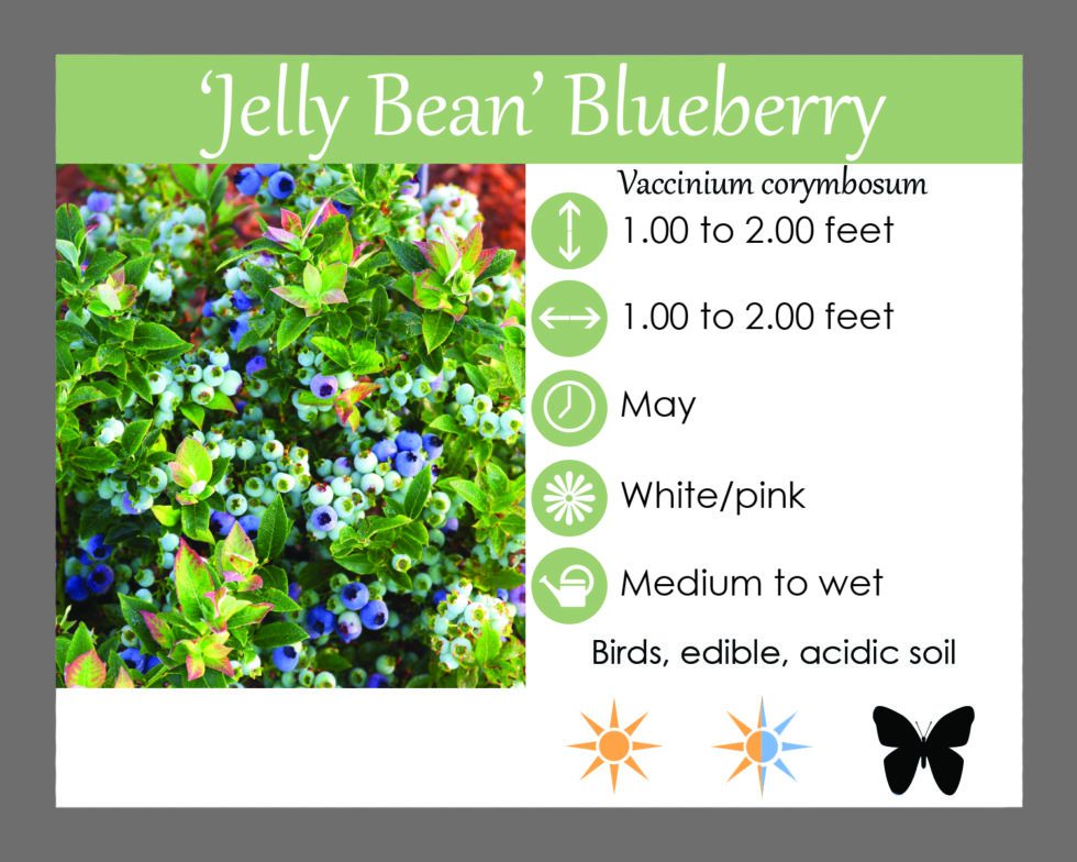 'Jelly Bean' Blueberry Landscape Design, Installation, Maintenance