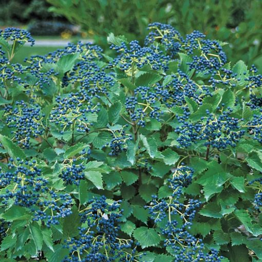 Viburnum Blue Muffin