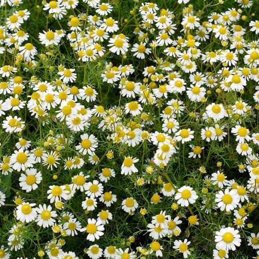 chamomile