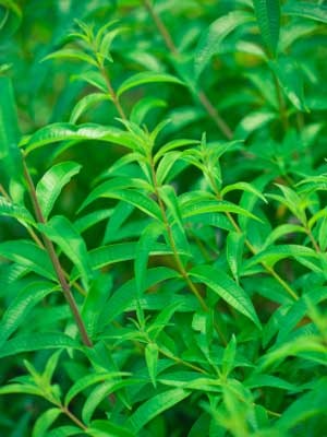 Lemon Verbena  America's Gardens Nursery