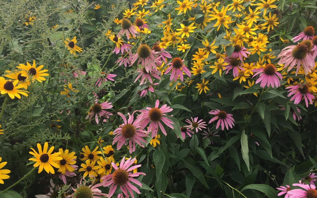 LGS & Native Plant Nursery Summer Newsletter- Black Lives Matter, Free Pollinator Giveaway Raffle, Pollinator Week & More