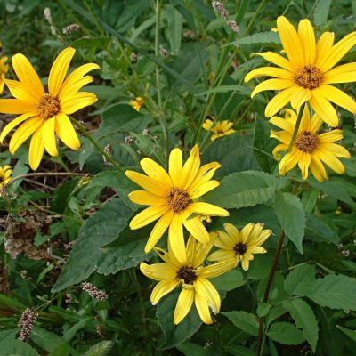 Oxeye Sunflower