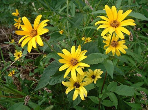 Oxeye Sunflower