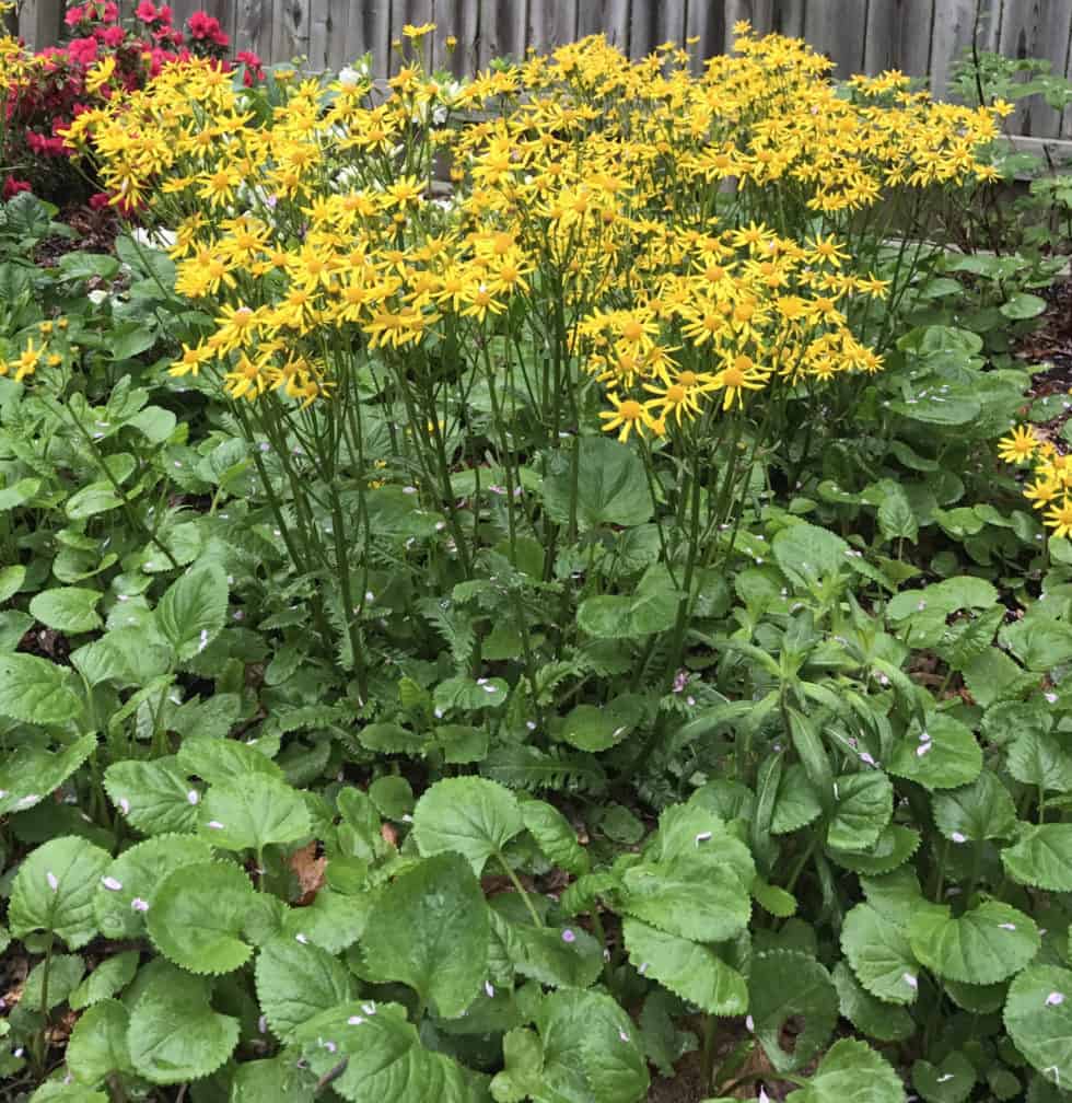 Golden Ragwort Landscape Design, Installation