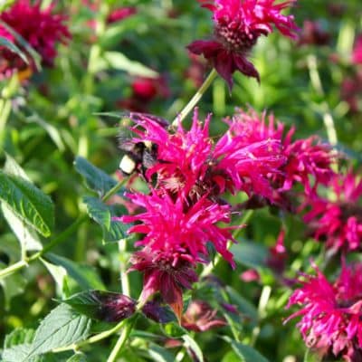 Raspberry Wine Bee Balm scaled