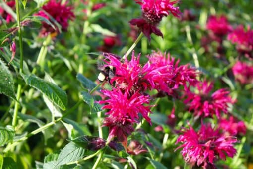 Raspberry Wine Bee Balm scaled