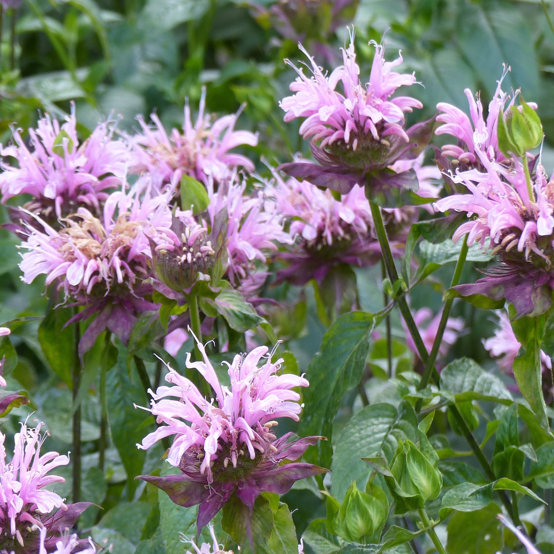 Монарда чайная. Монарда дудчатая. Монарда бергамот. Monarda fistulosa.