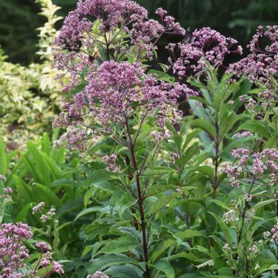 joe pye weed