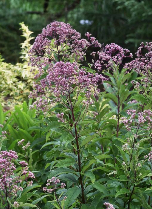 joe pye weed