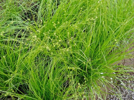 Appalachian sedge