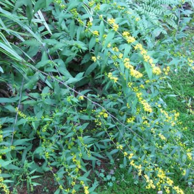 Blue stemmed Goldenrod