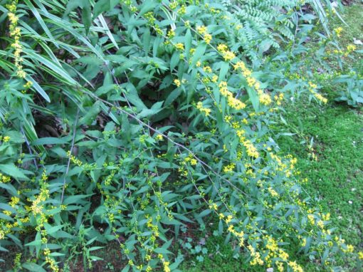 Blue stemmed Goldenrod