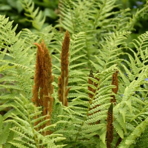 Cinnamon Fern 1