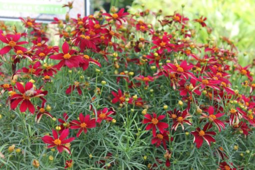 Coreopsis Red Satin