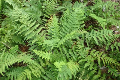 Dryopteris marginalis scaled