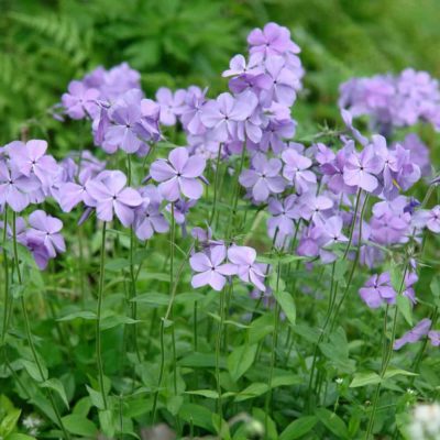 Phlox Blue Moon