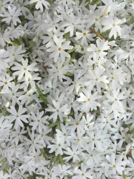 Phlox Snowflake scaled