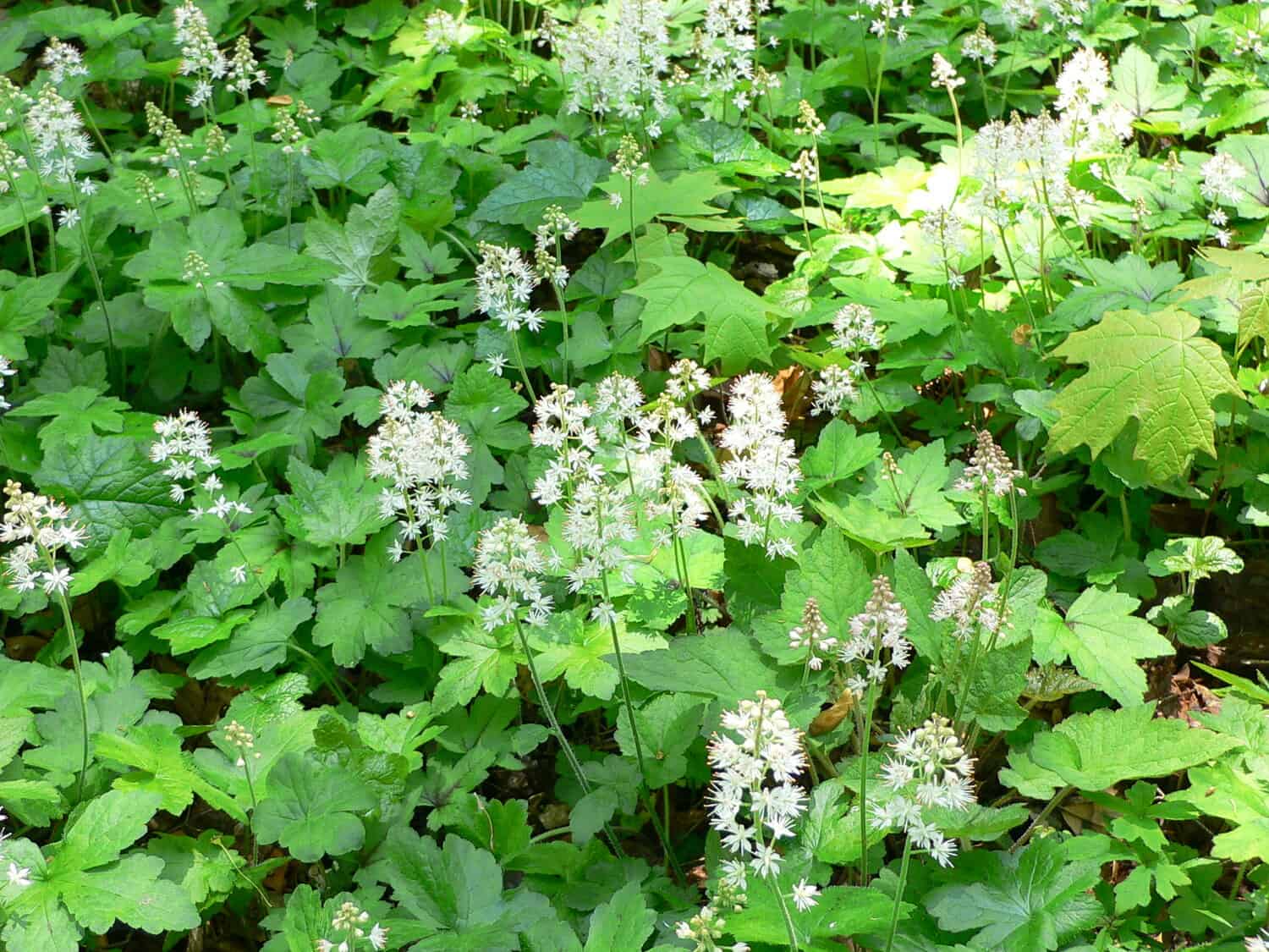 Tiarella cordifolia #1 (Foam Flower) - Scioto Gardens Nursery