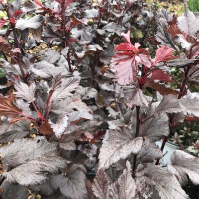 Physocarpus Ginger Wine scaled