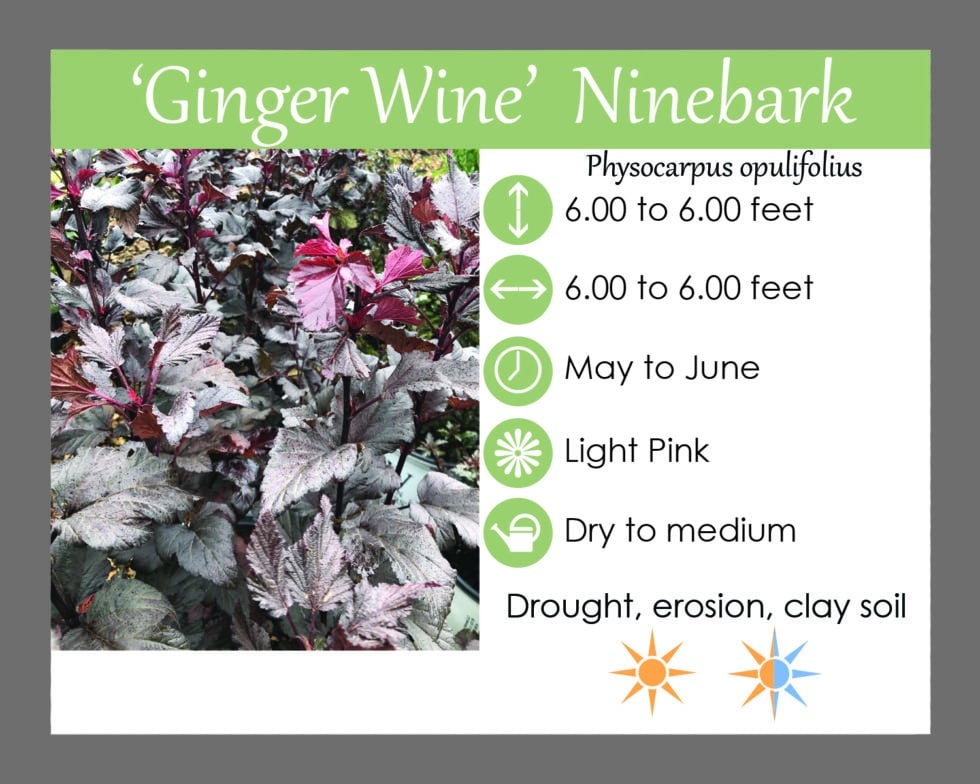 'Ginger Wine' Ninebark Landscape Design, Installation, Maintenance