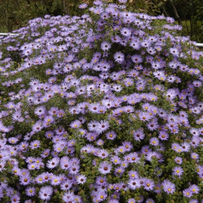 Symphyotrichum oblongifolium Raydons Favorite 2