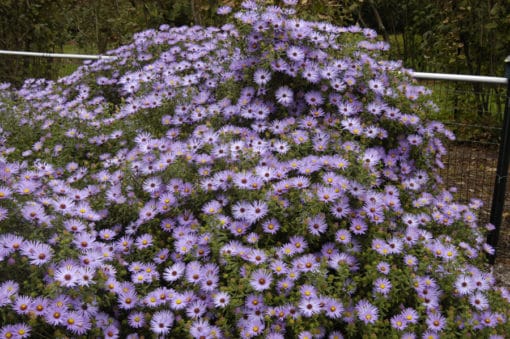 Symphyotrichum oblongifolium Raydons Favorite 2