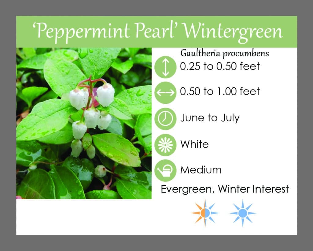GaultheriaPeppermintPearl