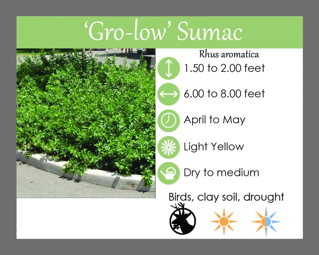 'Gro-low' Fragrant Sumac