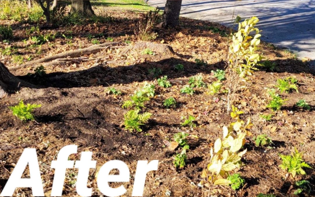 Shady Woodland Garden with Deer Resistance