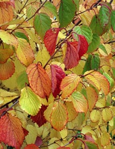 fall viburnum - Ellicott City Fall Landscaping - Lauren's Garden Service and Native Plant Nursery