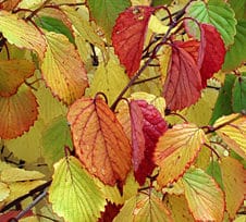 fall viburnum e1605112727672