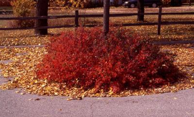 rhus grow low