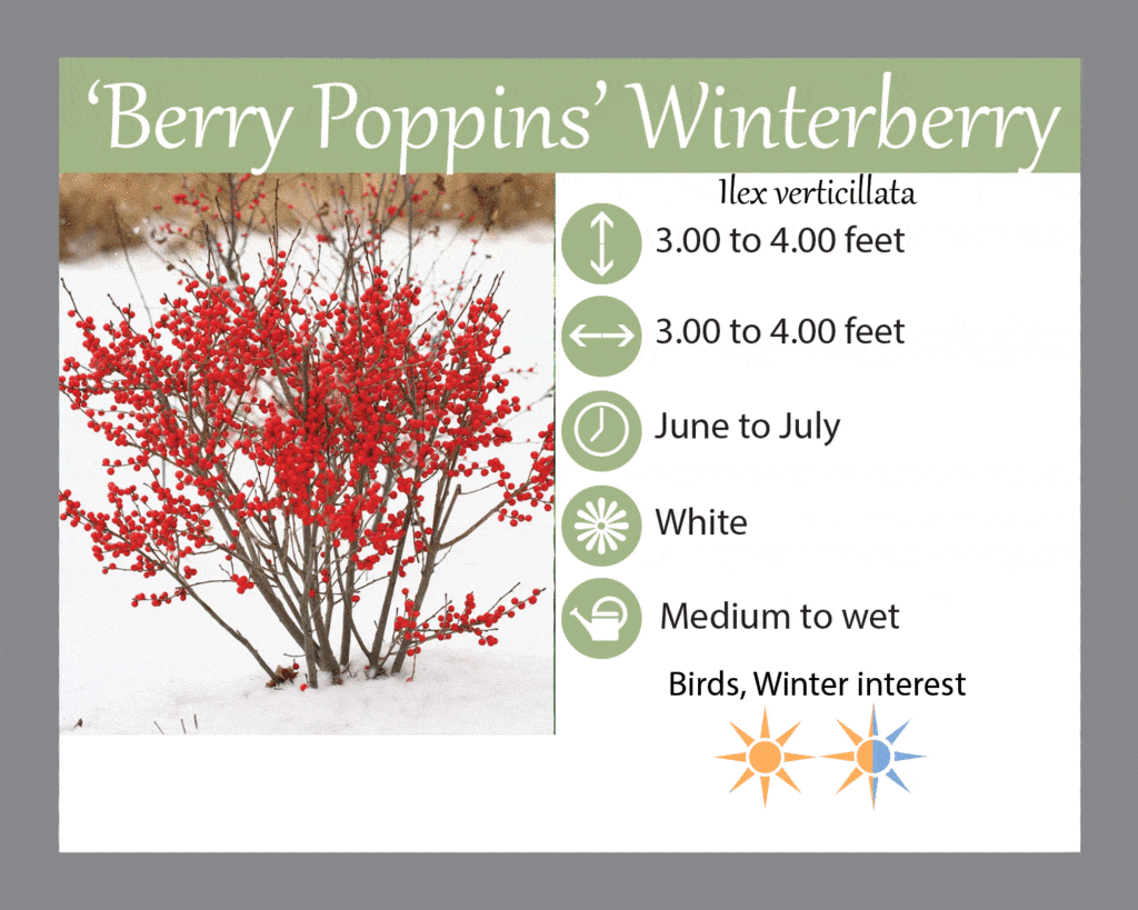 'Berry Poppins' Winterberry