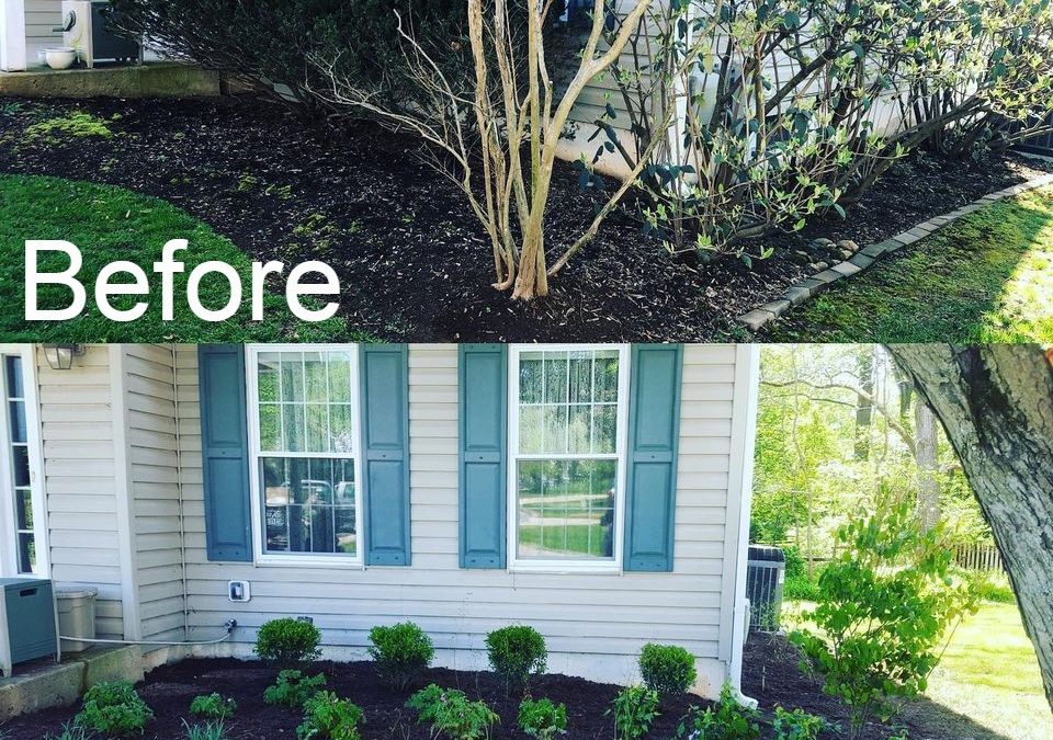 A Deer Resistant, Shade Tolerant Native Landscape