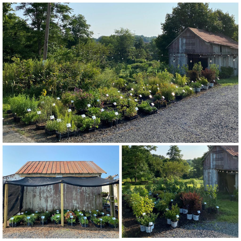 A Description of Our Offered Services Native Plant Nursery