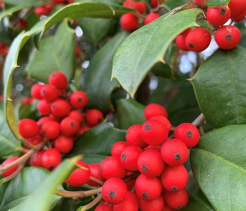 American Holly: Maryland Native Plants for Winter