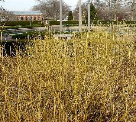 Maryland Native Plants for Winter Interest: Cornus sericea ‘Budd’s Yellow’
