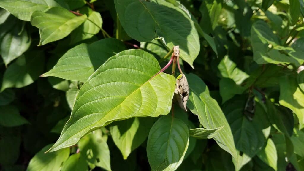 'Baileyi' Red Twig Dogwood foliage