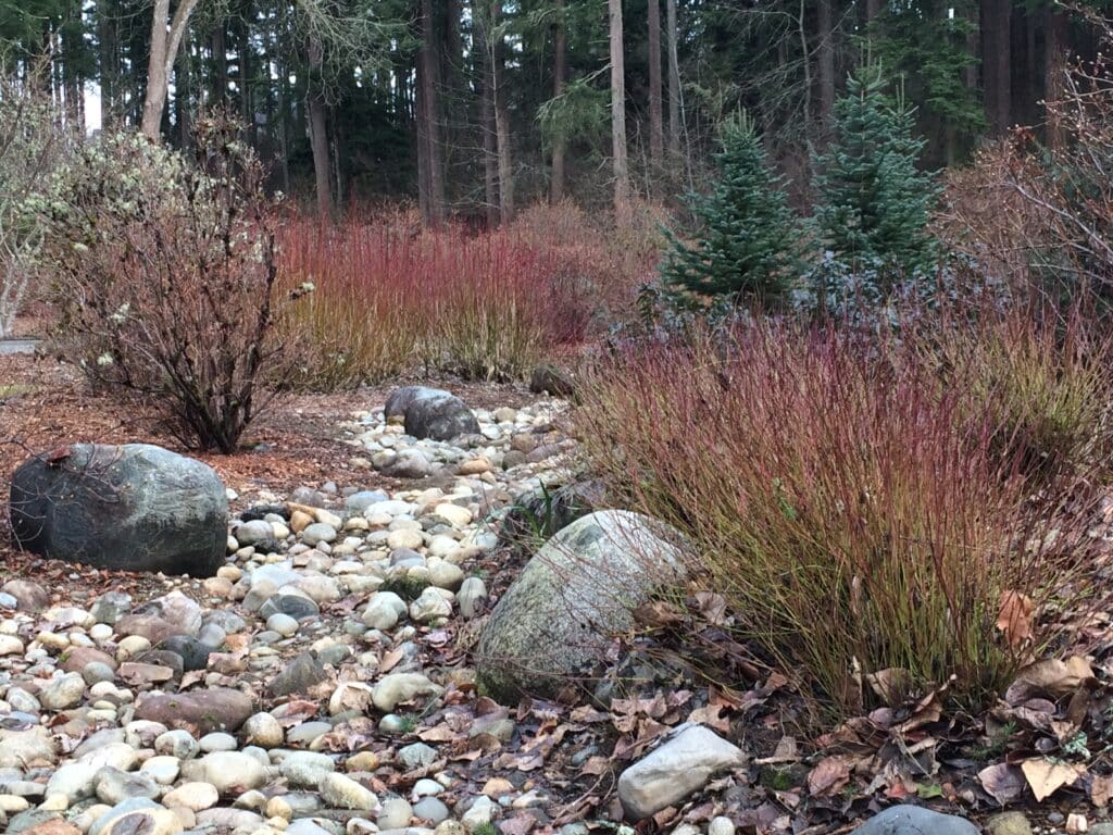 'Baileyi' Red Twig Dogwood in winter