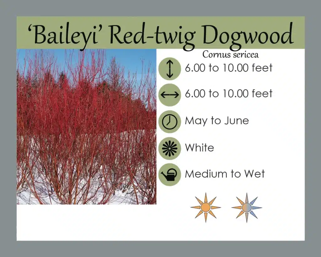 'Baileyi' Red Twig Dogwood Baileyi