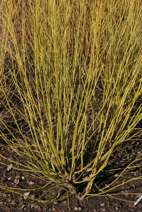 Cornus sericea 'Budd's Yellow' stems in winter