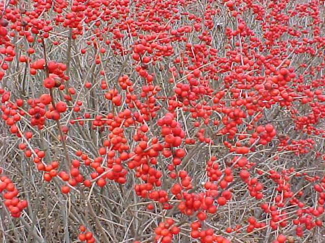 winterberry