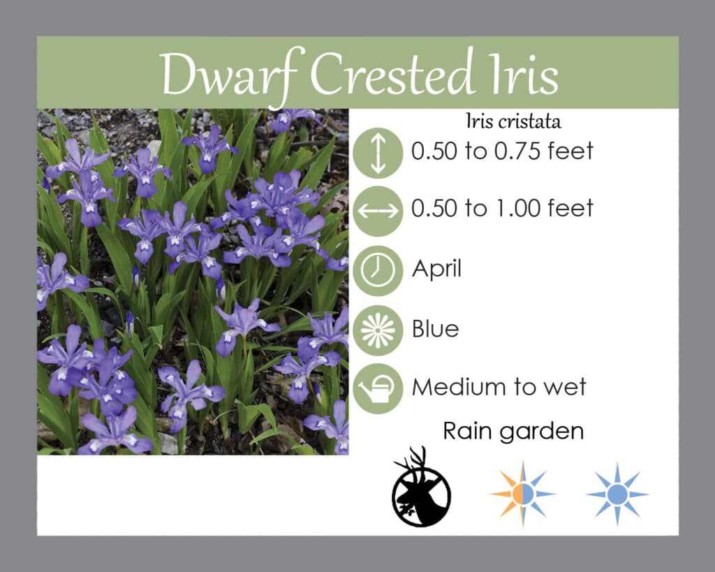 Iriscristata